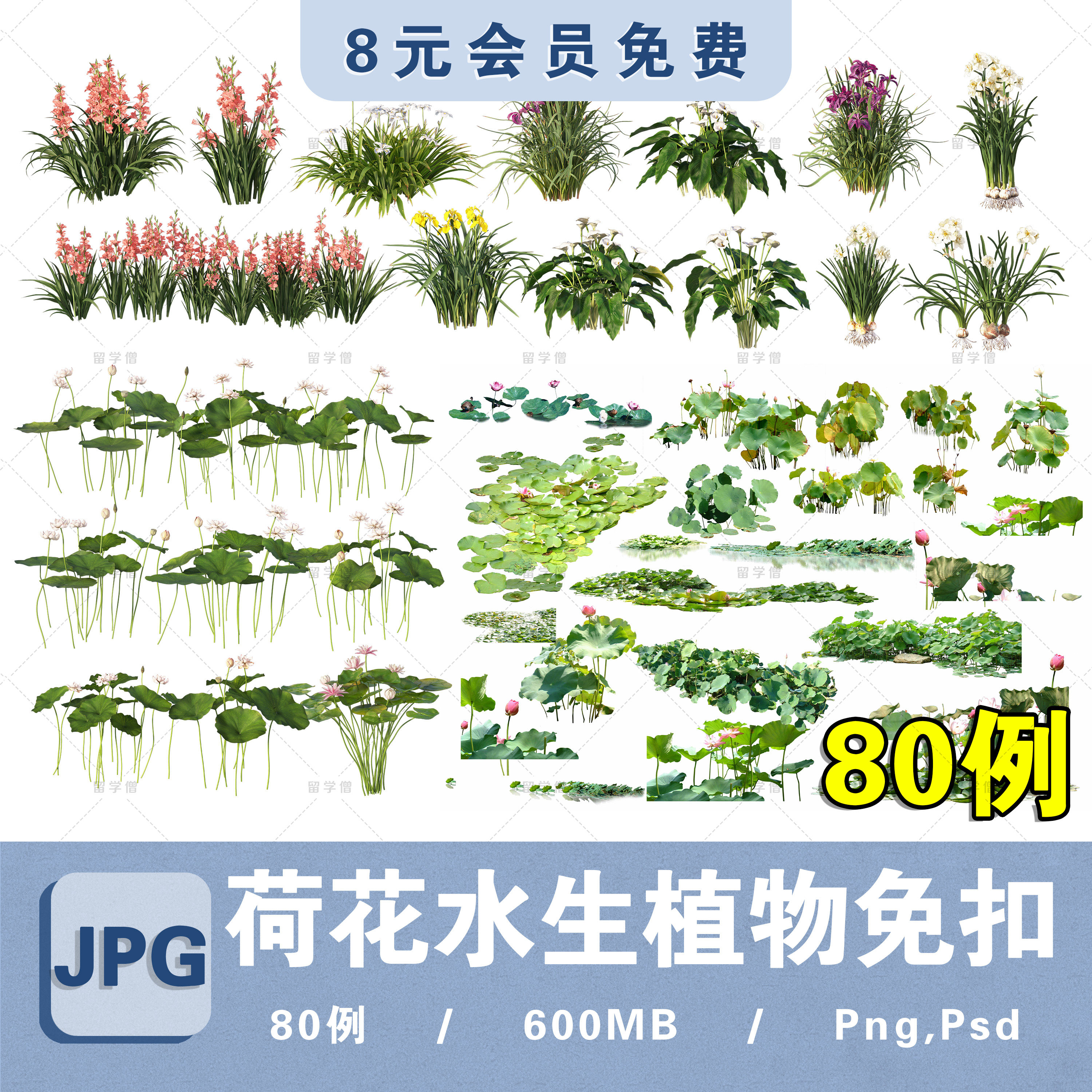 荷花免扣素材ps荷花池效果图psd源文件睡莲水生植物png滨水河素材