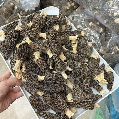 羊肚菌干货儿童健脾胃羊肚菌蒸蛋羊肚菌炖汤日常煲汤材料