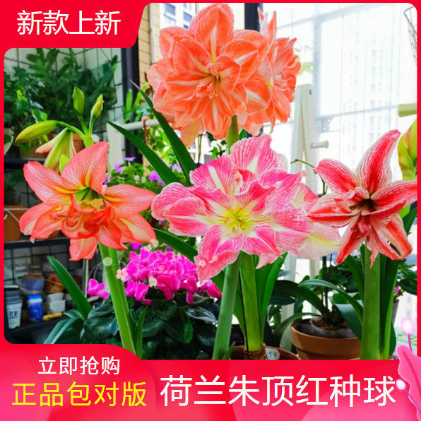 四季朱顶红种球耐寒大花浓香盆栽
