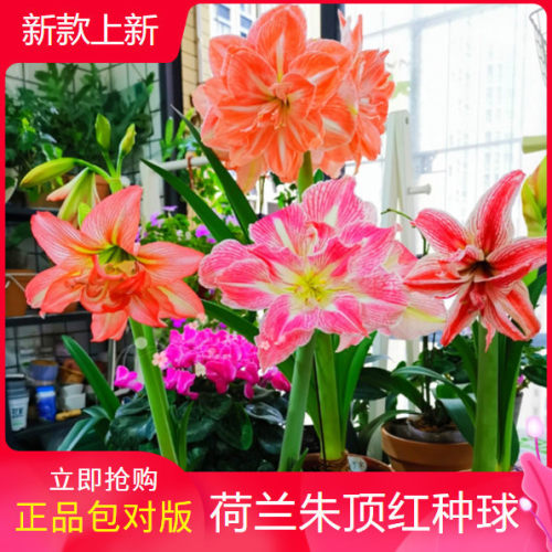 四季朱顶红种球耐寒大花浓香盆栽
