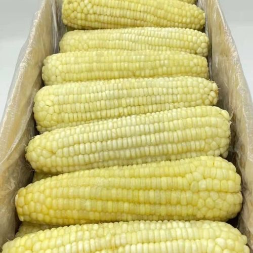 新鲜冷冻粘白玉米商用糯玉米17/20厘米长整箱40根苏浙沪皖包邮
