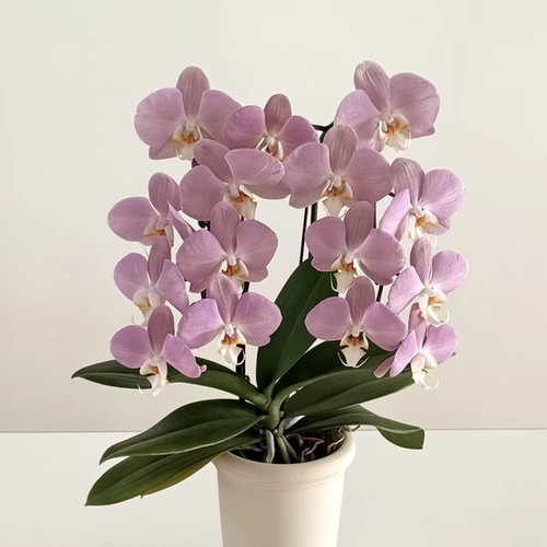 【帕多瓦出剑苗】蝴蝶兰基地直发包对版包邮