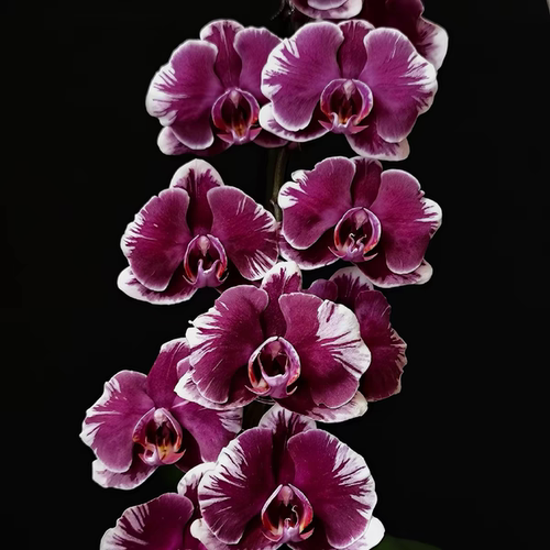 【夏日炎炎】非巫wu毒du娃娃蝴蝶兰 基地直发包对版包邮