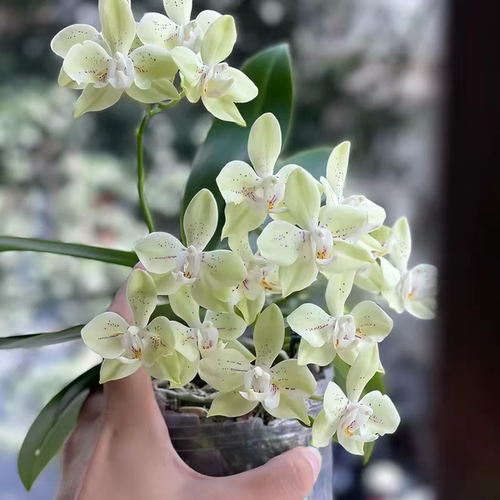 【糯米团子1.7寸苗】蜡纸丰花爆花稀有品种蝴蝶兰 基地直发包对版