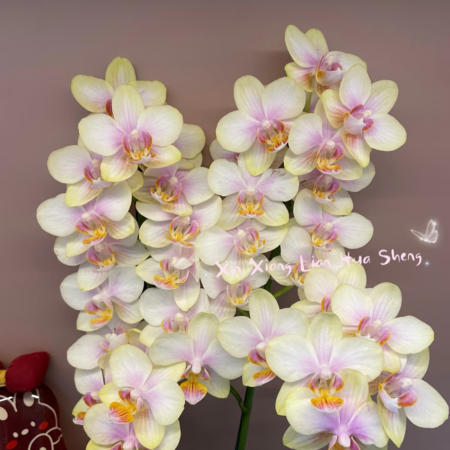 【祥云】3.0寸出剑苗蝴蝶兰苗基地直发包对版包邮