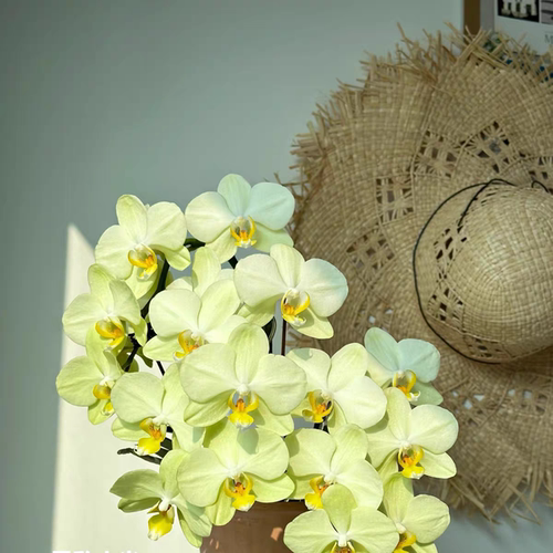 【卡力蝴蝶兰苗】3.0寸 基地直发包对版