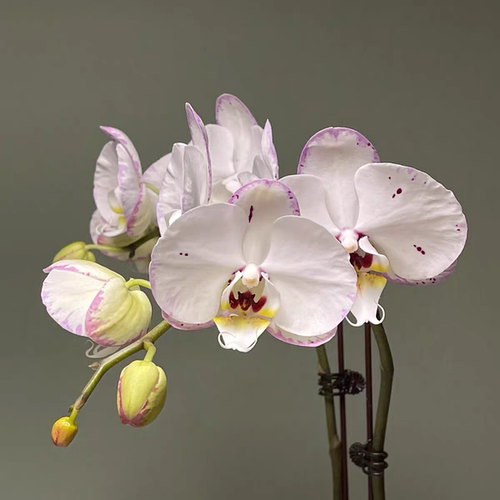 【水墨江南出剑苗】稀有色系蝴蝶兰 基地直发包对版包邮