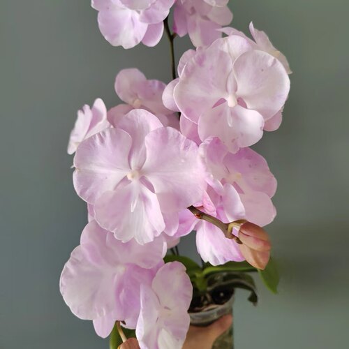 【云朵】蝴蝶兰苗仙气飘飘一款兰花