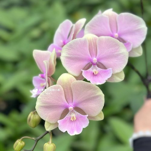 【芳美传奇双剑苗】3.5寸大杯大苗蝴蝶兰苗基地直发包对版包邮