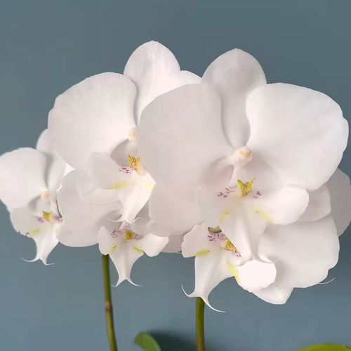 【曼塔吉利出剑苗】蝴蝶兰基地直发包对版包邮