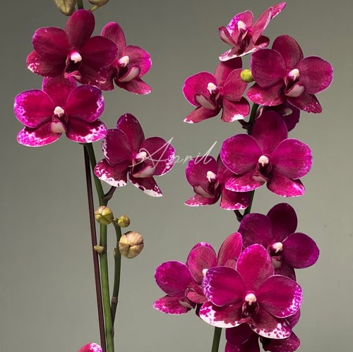 【胭脂】蝴蝶兰3.0寸出剑苗基地直发包对版包邮