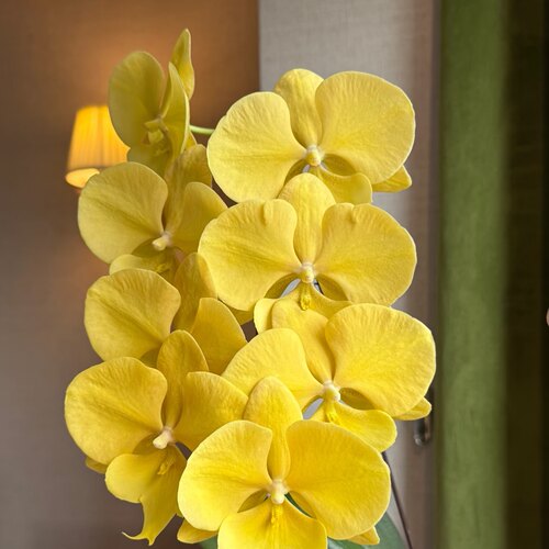 【金龙】蝴蝶兰苗  基地直发包对版包邮