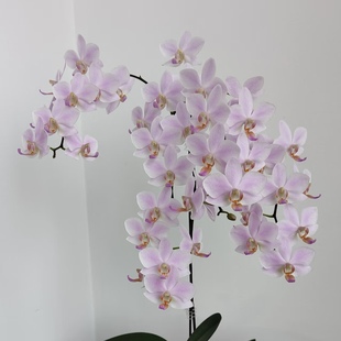 【粉残雪】  残雪蝴蝶兰苗3.0寸杯 基地直发包对版