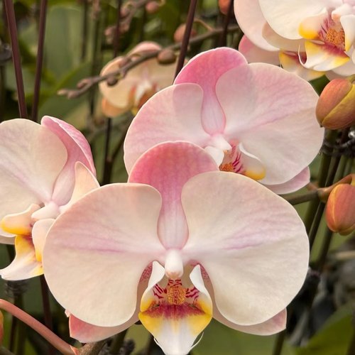 新品【和鸣油画】蝴蝶兰苗  仙气飘飘一款花色基地直发包对版