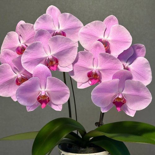 【粉冠军】蝴蝶兰3.5寸大杯大苗 基地直发 包对版