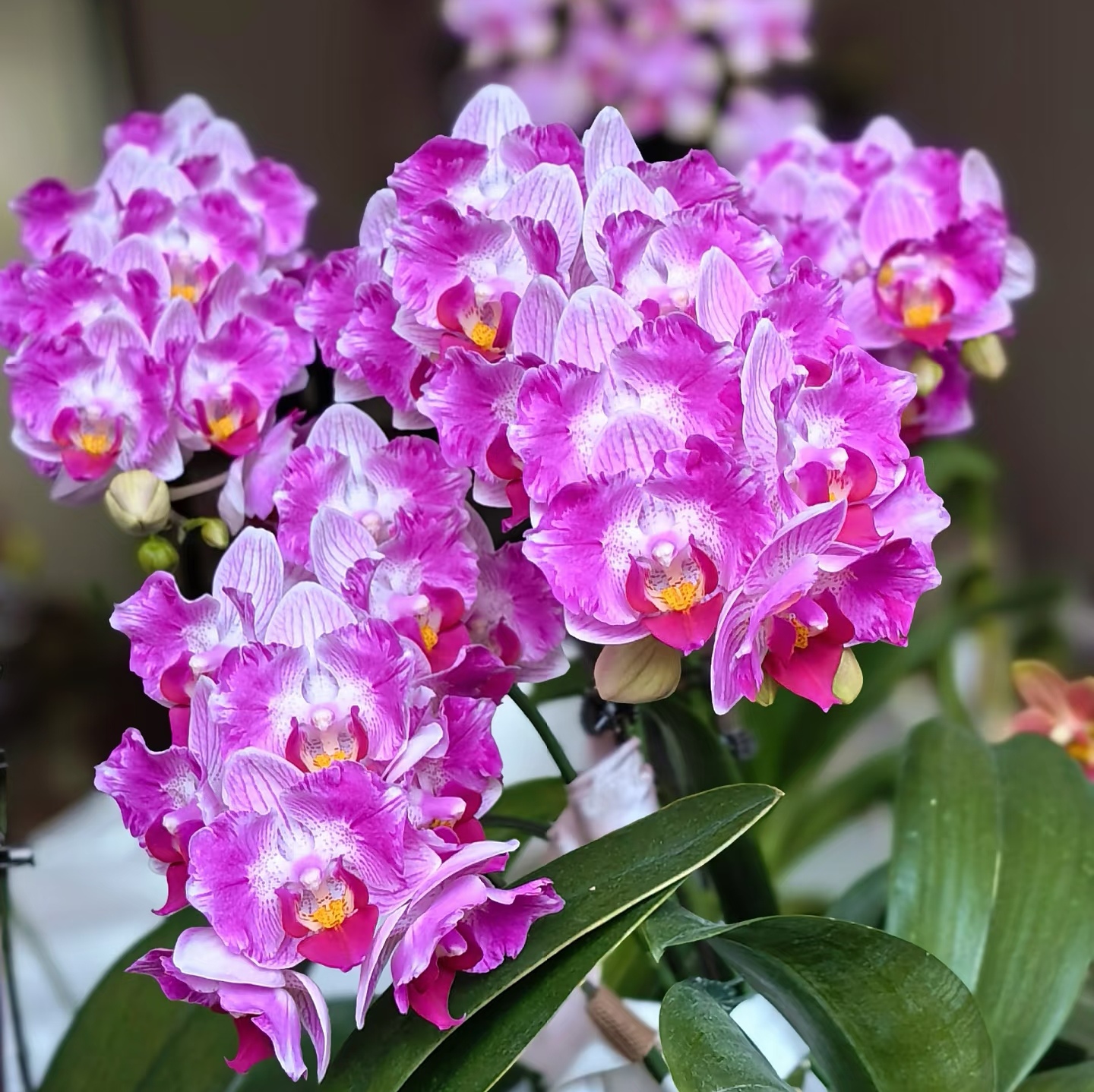 【风铃出剑苗】蝴蝶兰苗 基地直发 包对版包邮