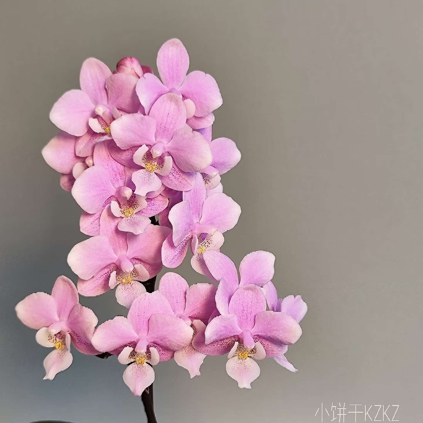 【椎名樱兰】3.5寸大杯大苗带香味 蝴蝶兰苗基地直发包对版包邮