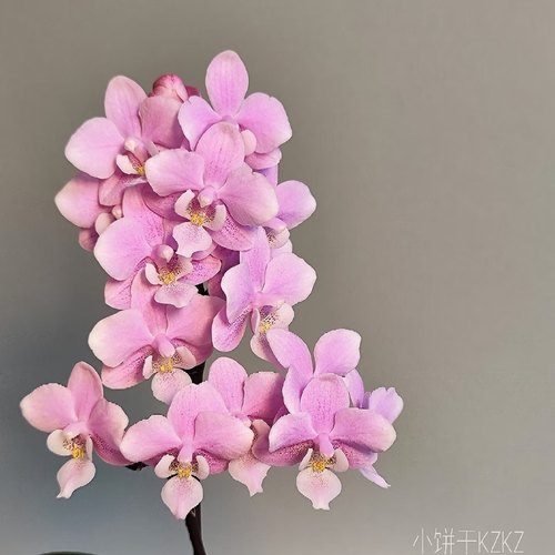 【椎名樱兰】带香味 蝴蝶兰苗基地直发包对版包邮