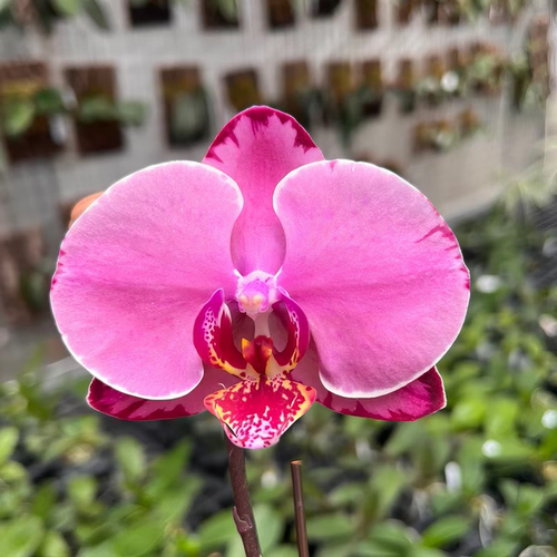 【联合鳄鱼出剑苗】焦糖巴斯克湾湾蝴蝶兰基地直发包对版包邮