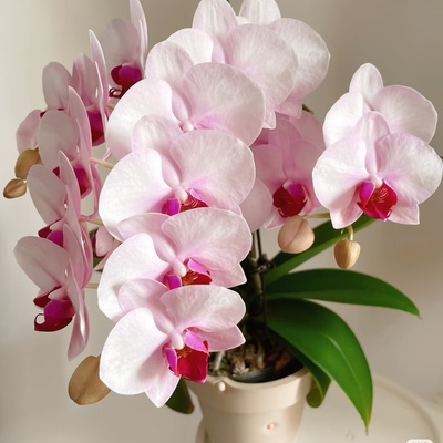 【杭州美女出剑苗】3.5寸大杯大苗蝴蝶兰苗基地直发包对版包邮