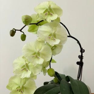 福利限50颗【幻境】蝴蝶兰稀有花色蝴蝶兰苗基地直发包对版