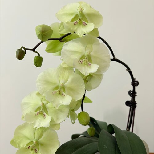 福利限50颗【幻境】蝴蝶兰稀有花色蝴蝶兰苗基地直发包对版