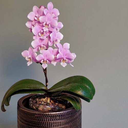 【椎名樱兰苗】丰花爆花一株成景蝴蝶兰 基地直发 包对版