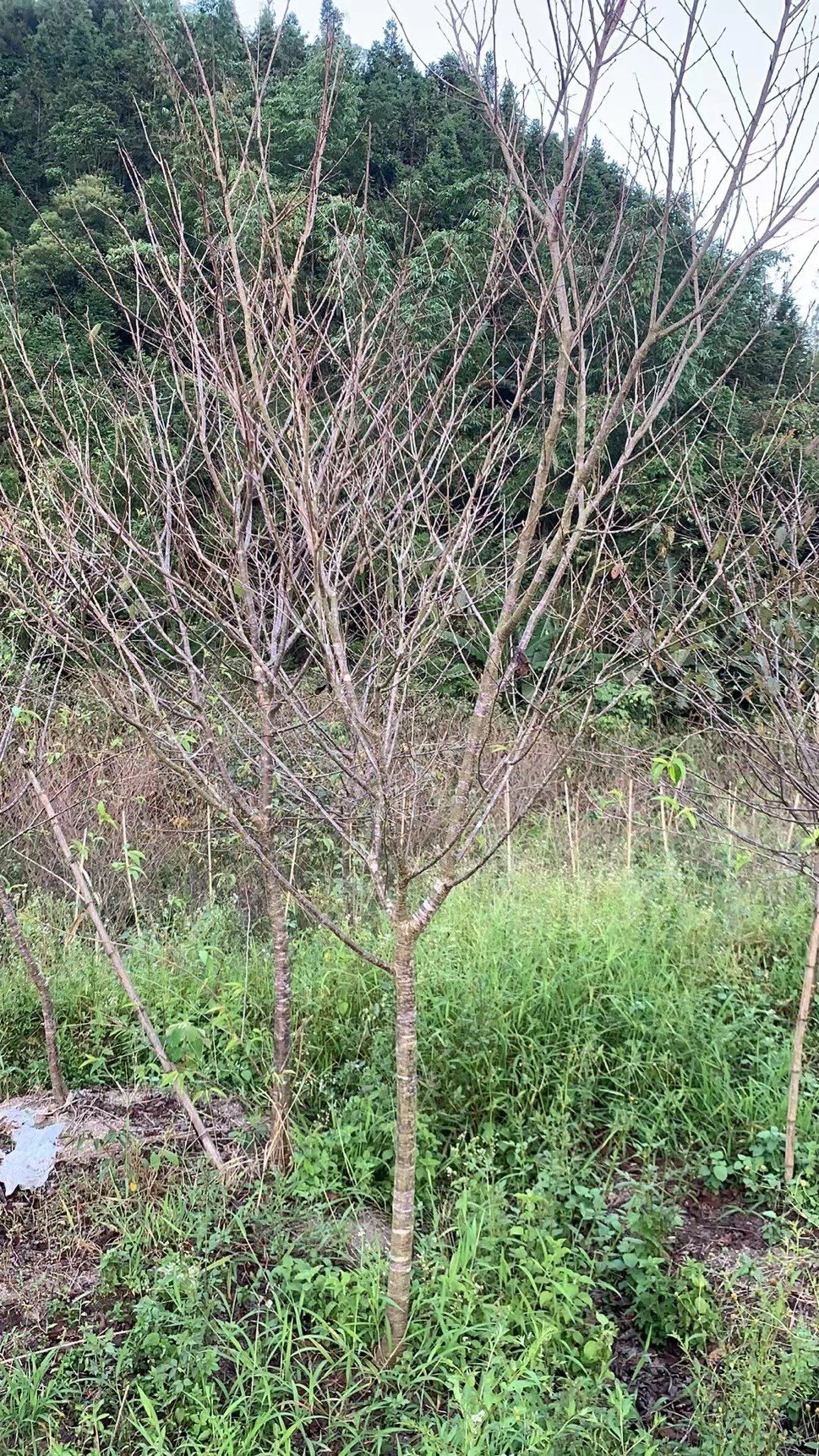 福建山樱花5-6-7-8-9-10公分地苗现货供应低价批量出售