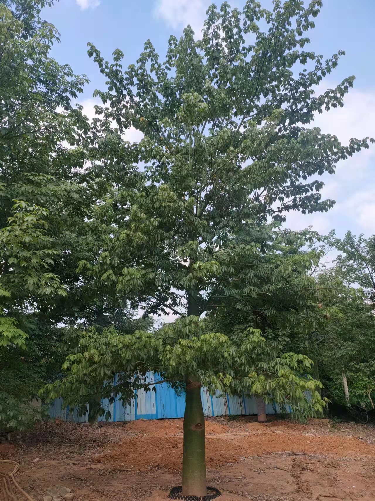 大腹木棉美人树福建漳州诚远苗木基地大量木棉树一手货源低价珍稀