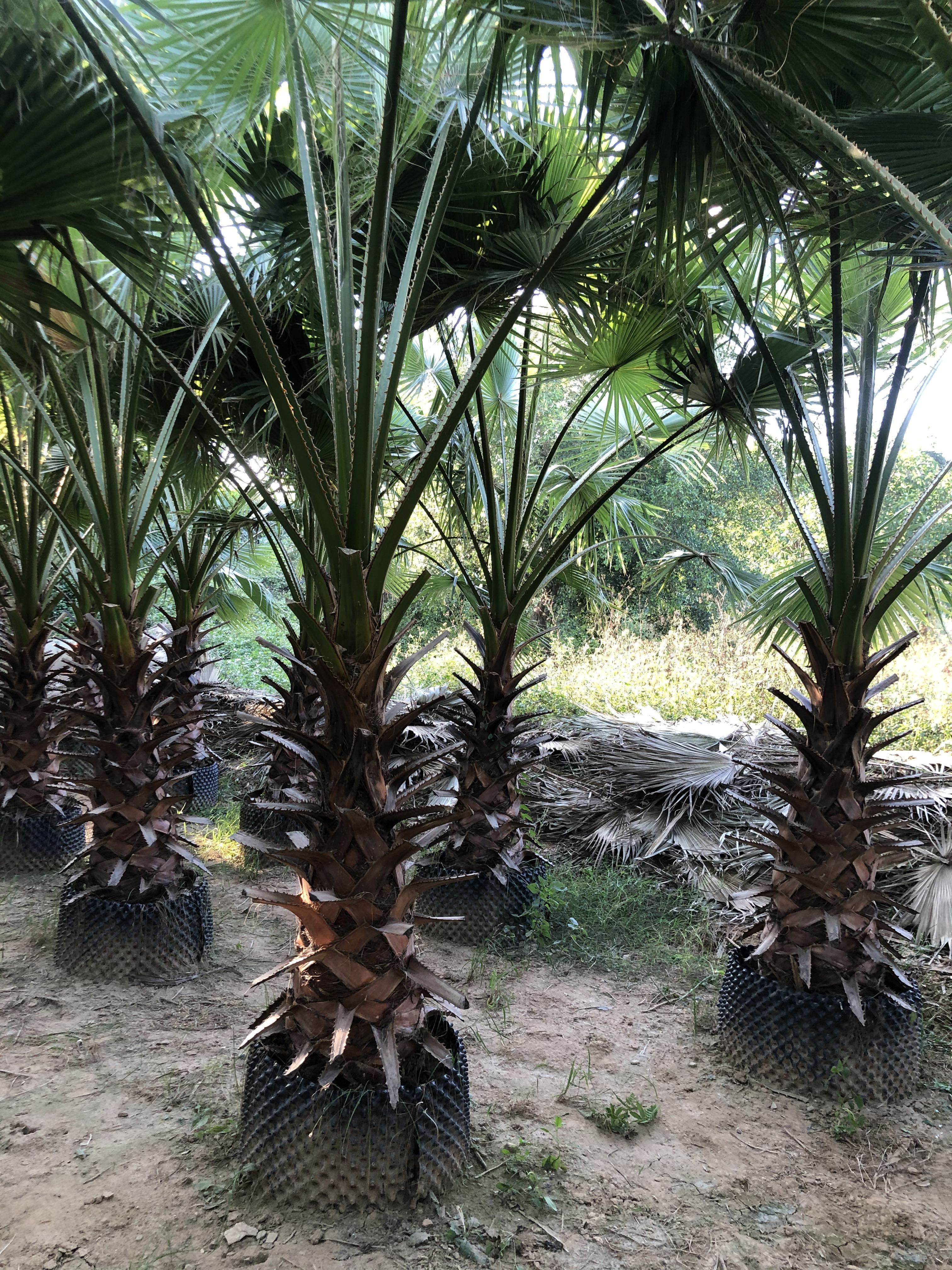精品老人葵华棕容器苗种植基地杆高1米到2米福建华棕老人葵一手货