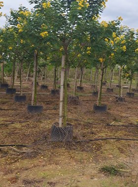 黄花槐出售福建漳州黄花槐种植基地苗农一手货源充足低价供应