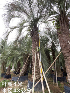 最耐寒热带风情棕榈绿化树布迪椰子杆高4米的布迪椰子移栽苗基地