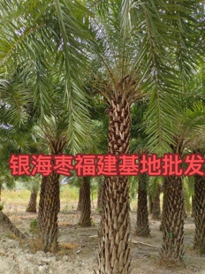 中东黑松海枣银海枣棕榈树福建漳州诚远苗木种植基地大量中东海枣