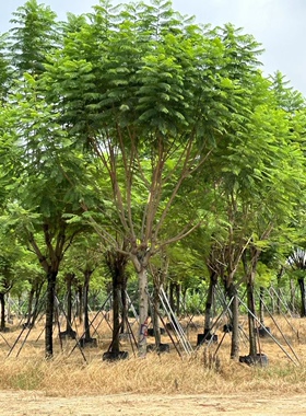 精品老苗现货18.20.22公分全冠蓝花楹福建蓝花楹种植基地一手货源