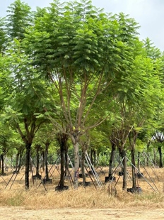 精品老苗现货18.20.22公分全冠蓝花楹福建蓝花楹种植基地一手货源