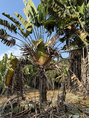 老苗 旅人蕉 杆高2-4米 总高4-7米 种植基地 大量现货直销 旅人蕉