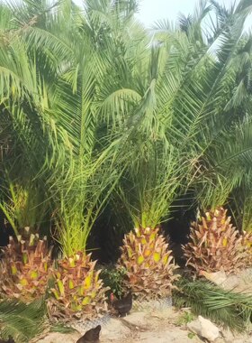 加拿利海枣种植基地一手货源清场处理福建加拿利海枣各种规格供应
