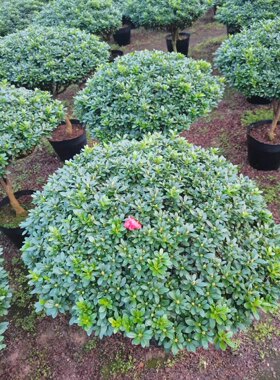西洋杜鹃球形伞形西洋杜鹃种植基地各种规格现货福建西洋杜鹃价格