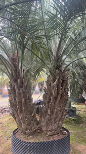 双杆丛生布迪椰子假植苗种植基地苗农一手货源直销全国出售棕榈树