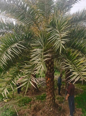 精品中东海枣精品银海枣绿色麟片完整中东海枣种植精品现货供应