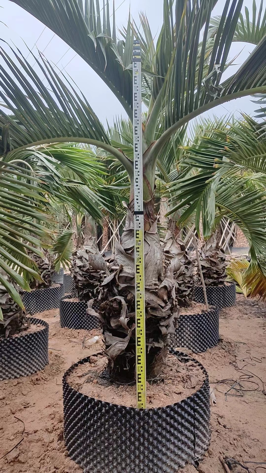 精品开花酒瓶椰子脱杆1215米左右酒瓶椰子种植基地现货供应一手货