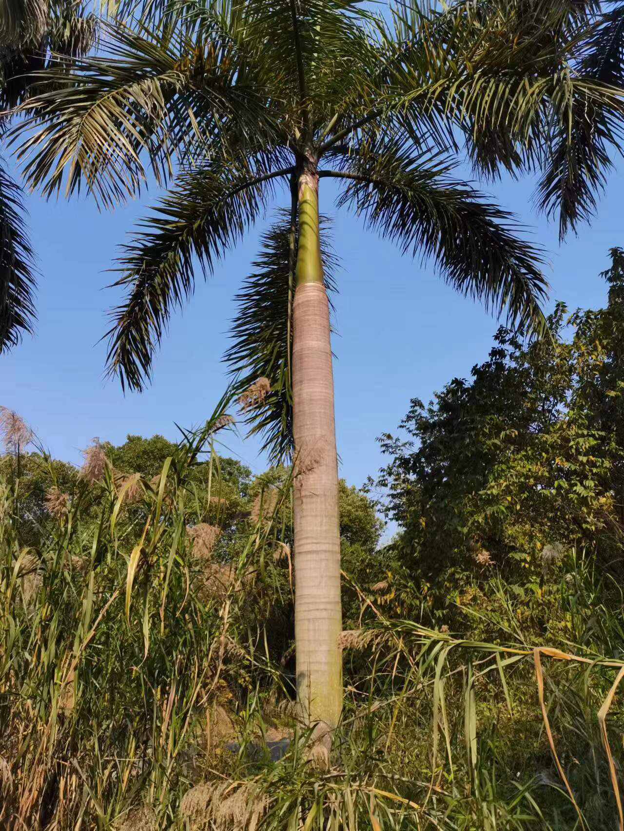 大王椰子产地大王椰子价格大王椰子种植基地杆高1米到杆高9米直销