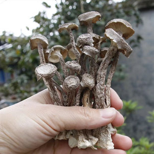 歸鄉族福建特產鹿茸菌干貨鮮嫩脆脆菇可煲湯爆炒干鍋250g