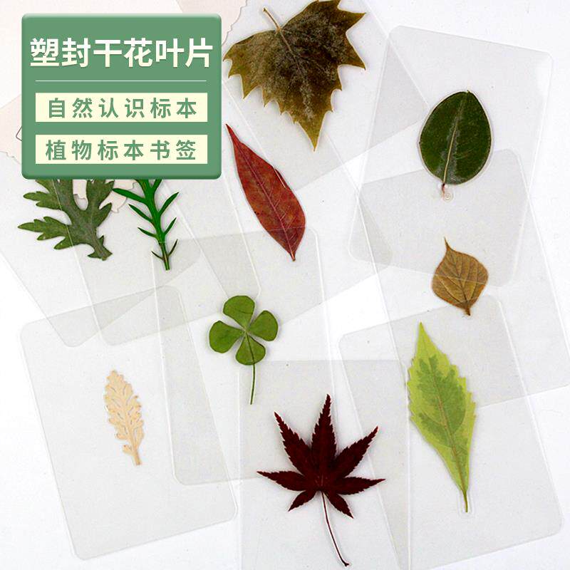 书签过塑植物标本树叶书签塑封干花书签银杏叶书签叶子书签无标签