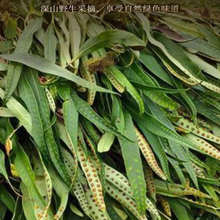 【林野佳品】长白山肾精茶黄金草化石草嗷嗷叫泡水喝50g/袋包邮