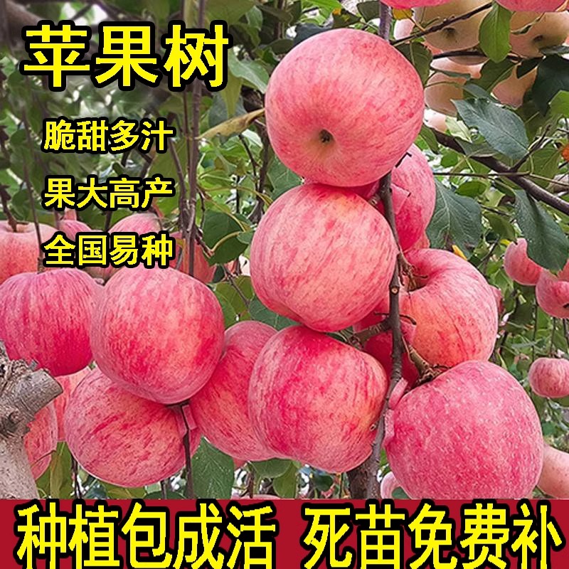 冰糖心苹果苗矮化果树当年结果