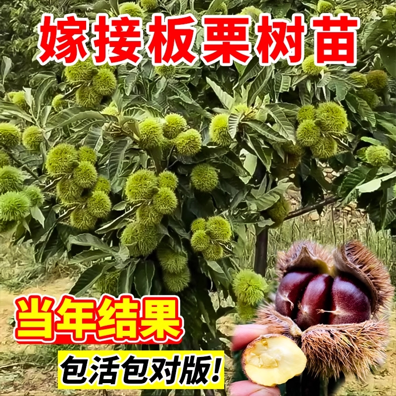 板栗苗树果树果苗盆栽当年结果