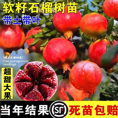 石榴树树苗突尼斯软籽带土特大
