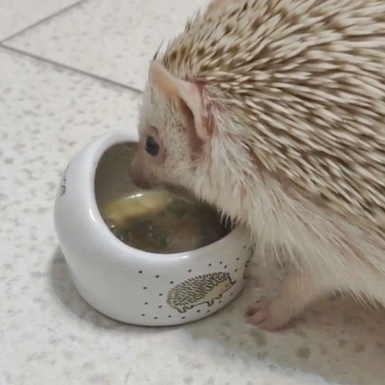 非洲迷你刺猬食盆陶瓷省空间防翻食碗易清洁饲料盒防啃咬小宠用品