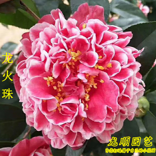 龙火珠稀有名贵茶花盆栽树苗带花苞室内外阳窗台客厅庭院四季绿植